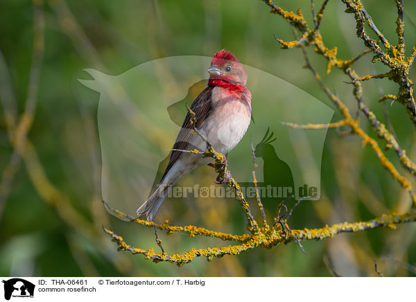 common rosefinch / THA-06461