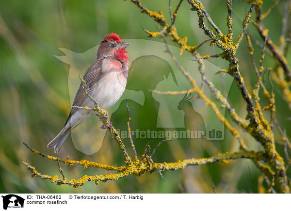 common rosefinch / THA-06462