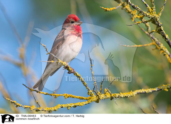common rosefinch / THA-06463