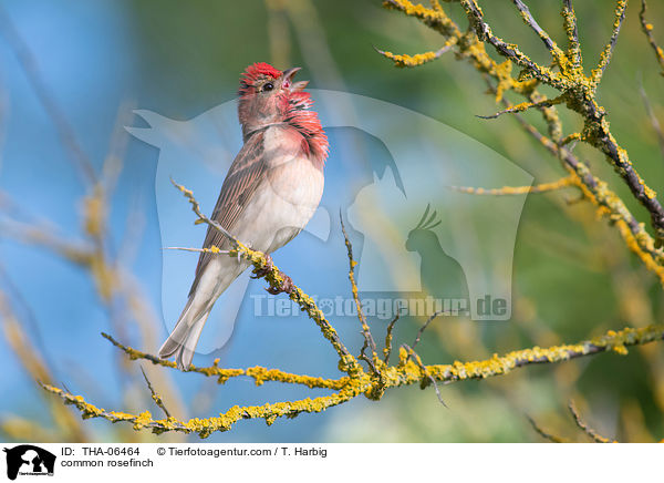 common rosefinch / THA-06464