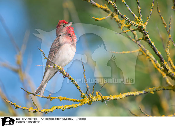common rosefinch / THA-06465