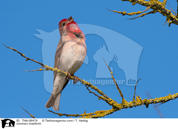 common rosefinch / THA-06474