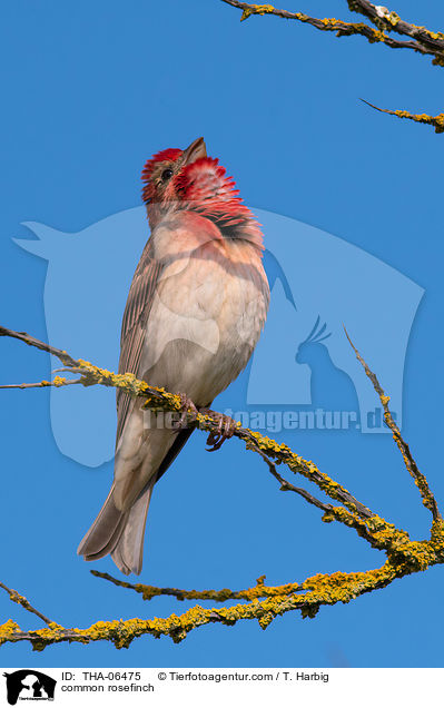 common rosefinch / THA-06475