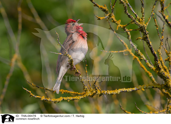 common rosefinch / THA-06476