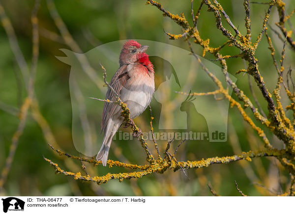 common rosefinch / THA-06477