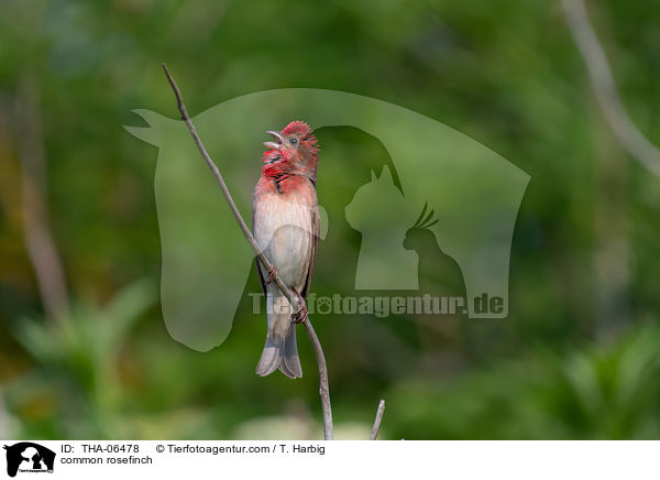 common rosefinch / THA-06478