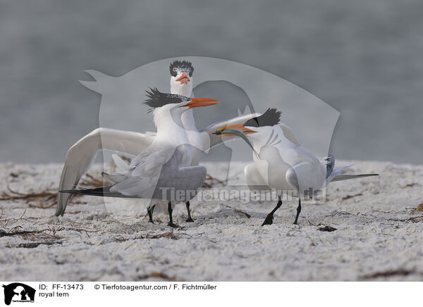 royal tern / FF-13473