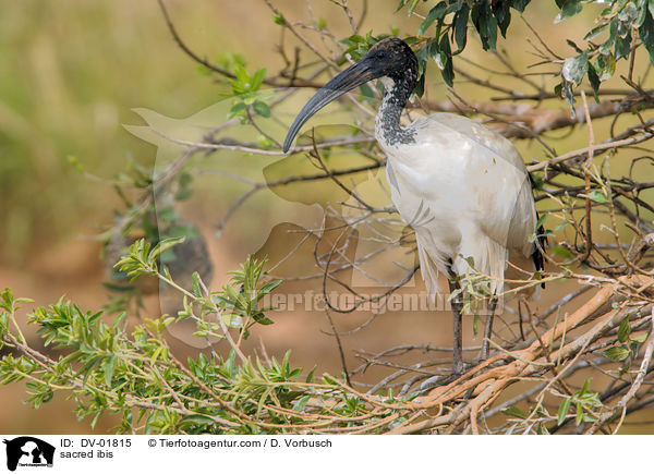 Heiliger Ibis / sacred ibis / DV-01815