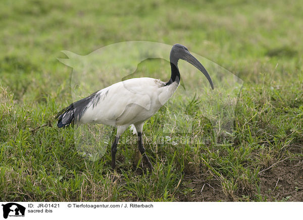 Heiliger Ibis / sacred ibis / JR-01421