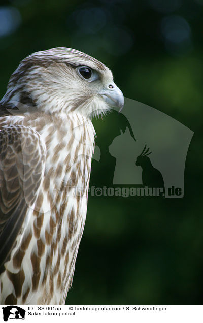 Saker falcon portrait / SS-00155