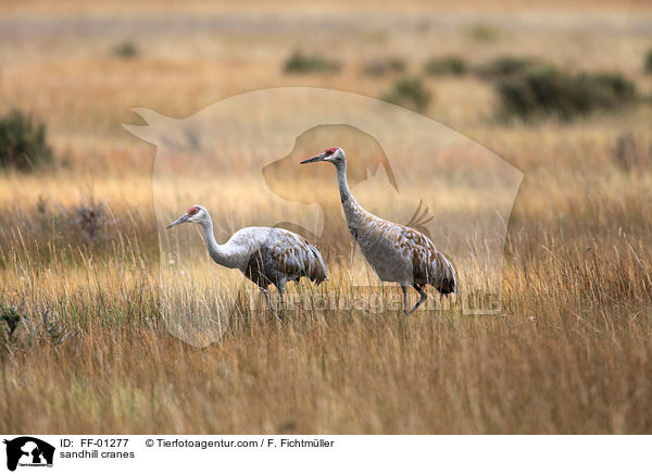 sandhill cranes / FF-01277