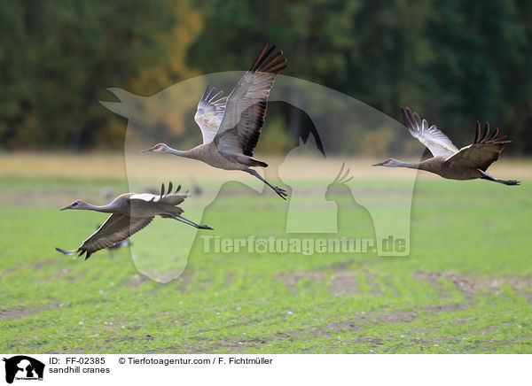 sandhill cranes / FF-02385