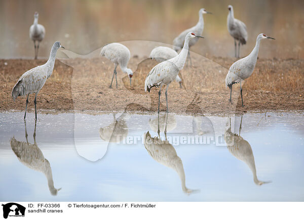 sandhill cranes / FF-03366