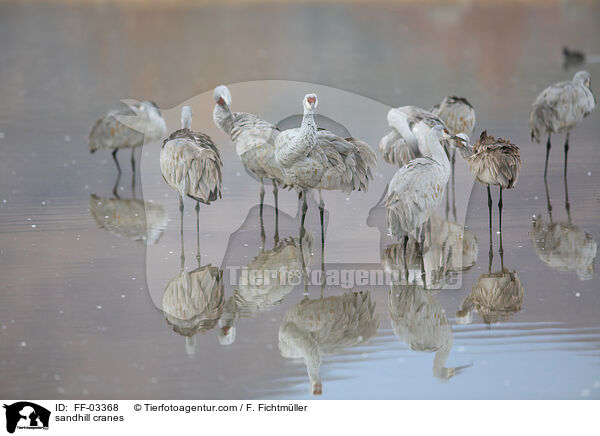 sandhill cranes / FF-03368