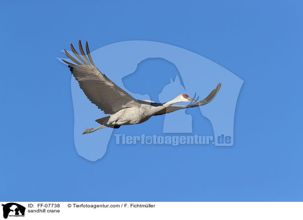 sandhill crane / FF-07738
