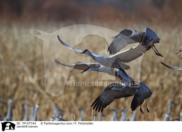 sandhill cranes / FF-07744