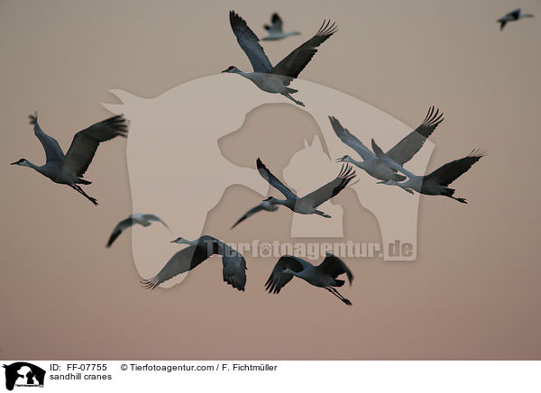 sandhill cranes / FF-07755