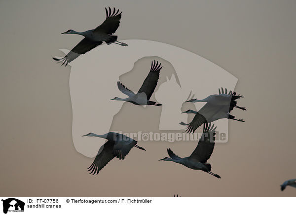 sandhill cranes / FF-07756