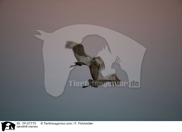 sandhill cranes / FF-07770