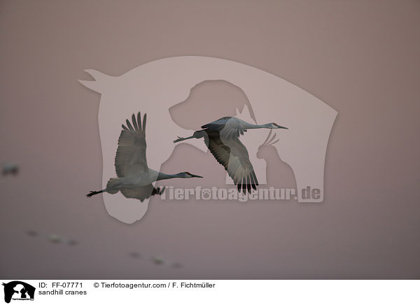 sandhill cranes / FF-07771