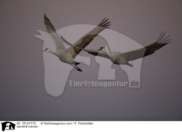 sandhill cranes / FF-07772