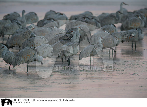 sandhill cranes / FF-07774