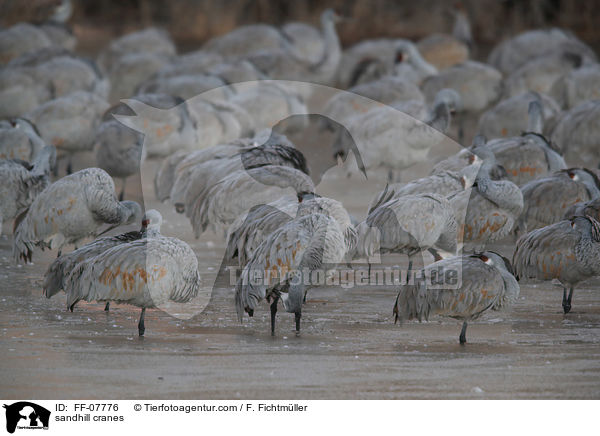 sandhill cranes / FF-07776