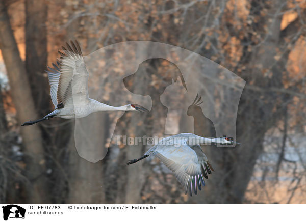 sandhill cranes / FF-07783