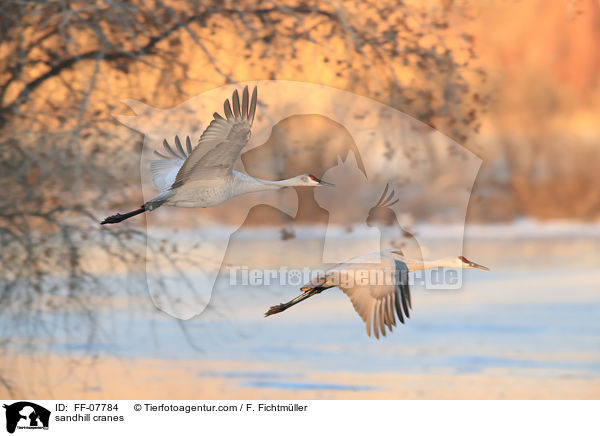 sandhill cranes / FF-07784