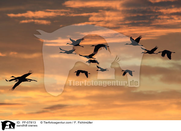 sandhill cranes / FF-07813