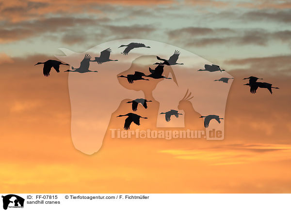 sandhill cranes / FF-07815