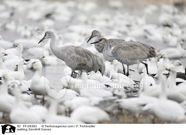 walking Sandhill Cranes / FF-09383
