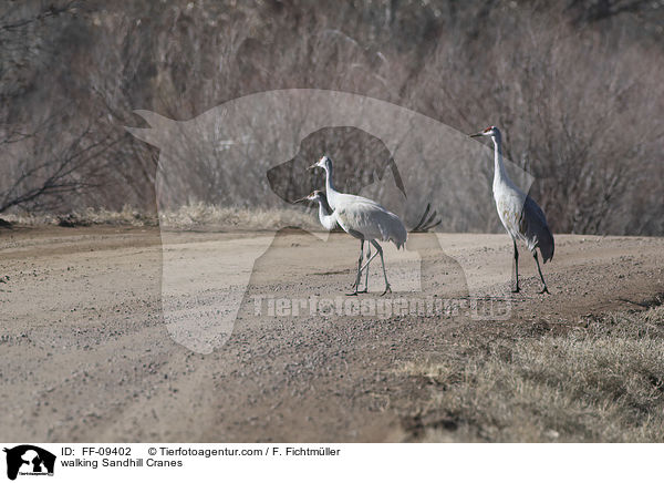 walking Sandhill Cranes / FF-09402
