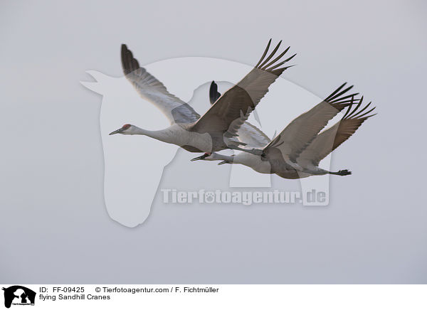 flying Sandhill Cranes / FF-09425