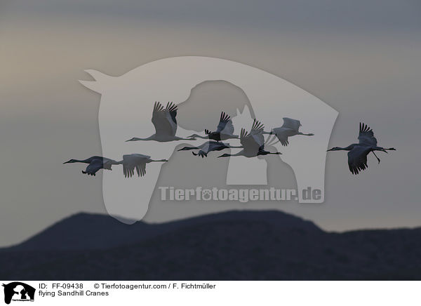 flying Sandhill Cranes / FF-09438