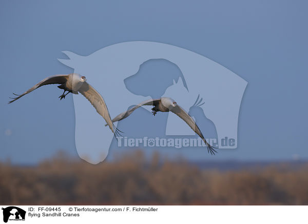 flying Sandhill Cranes / FF-09445