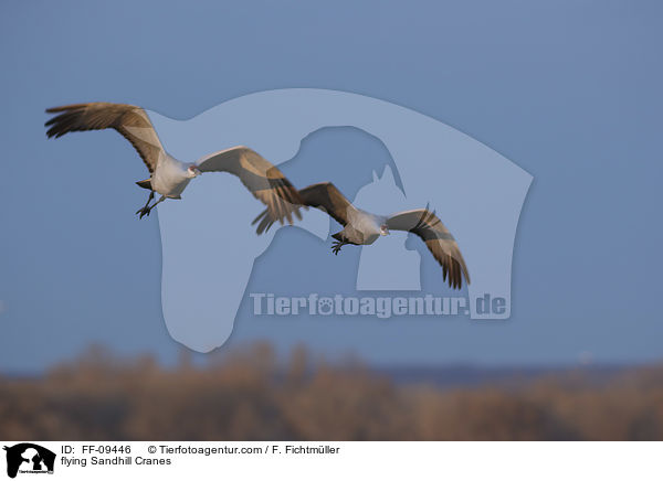 flying Sandhill Cranes / FF-09446