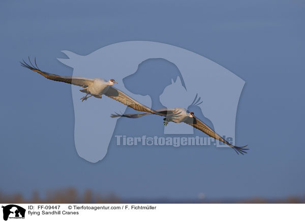 flying Sandhill Cranes / FF-09447