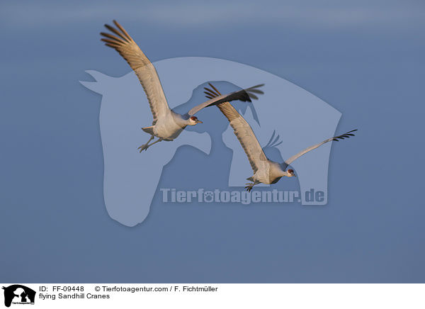 flying Sandhill Cranes / FF-09448
