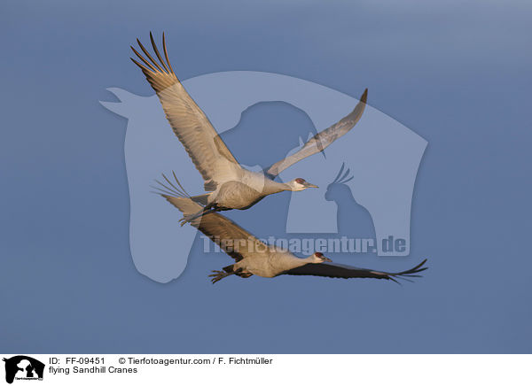 flying Sandhill Cranes / FF-09451