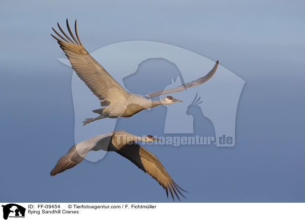 flying Sandhill Cranes / FF-09454