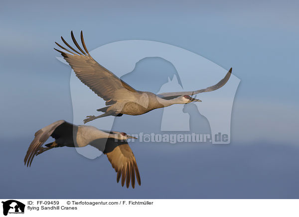 flying Sandhill Cranes / FF-09459