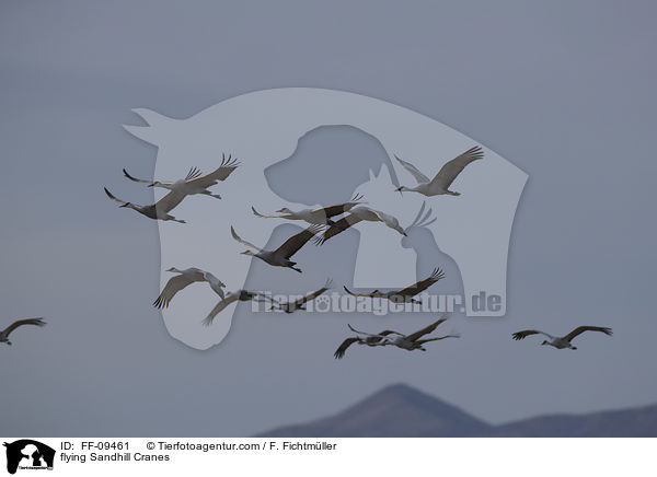 flying Sandhill Cranes / FF-09461