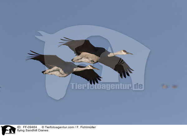 flying Sandhill Cranes / FF-09464