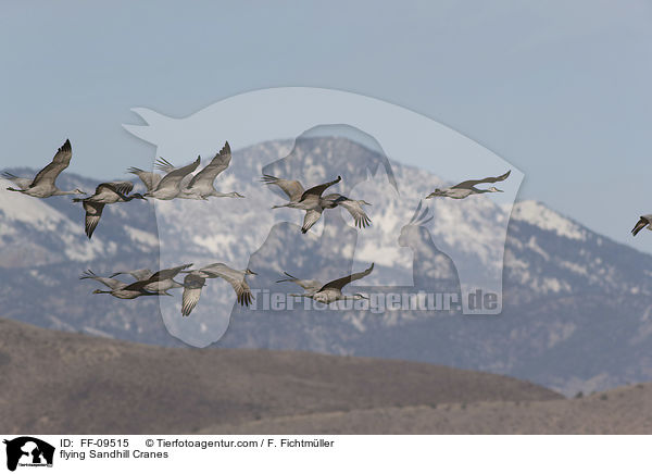 flying Sandhill Cranes / FF-09515