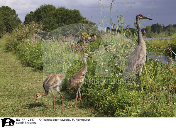 sandhill cranes / FF-12847