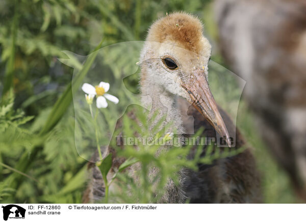 sandhill crane / FF-12860