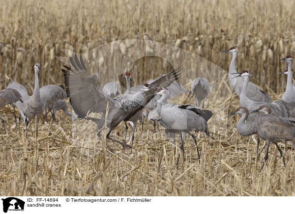 Kanadakraniche / sandhill cranes / FF-14694