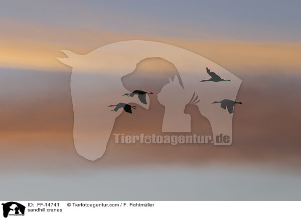 Kanadakraniche / sandhill cranes / FF-14741
