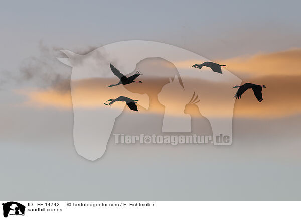 Kanadakraniche / sandhill cranes / FF-14742